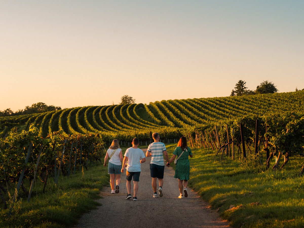 Weinberge der Winzergenossenschaft Schriesheim